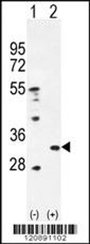 PRDX4 Antibody (Center)