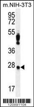 PRDX4 Antibody (Center)