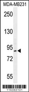 PCAF Antibody (N-term)