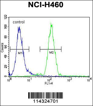 FUT4 Antibody (C-term)