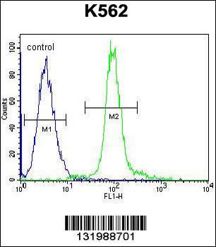 GLMN Antibody (C-term)