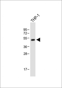 RBPJL Antibody (N-term)