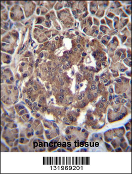 RBPJL Antibody (N-term)