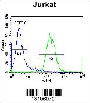 RBPJL Antibody (N-term)