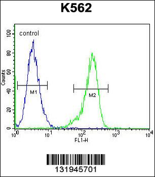 RPS19 Antibody (Center)