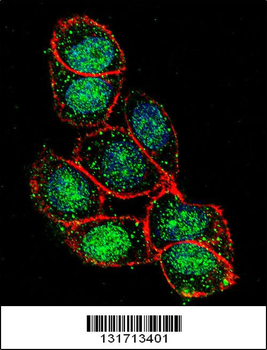 FOXA2 Antibody (C-term)
