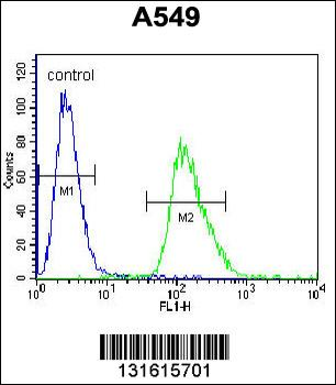 ARRB1 Antibody (C-term)