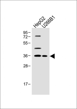 FOLR4 Antibody (N-term)