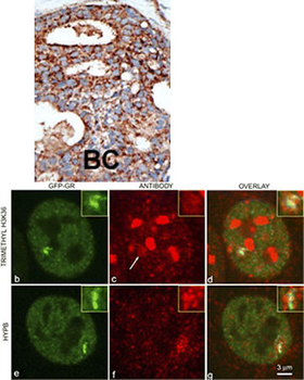 SET2 Antibody (N-term)