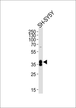 MSI1 Antibody (N-term)