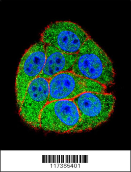 XRCC5 Antibody (Center K439)