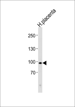 XRCC5 Antibody (Center K439)