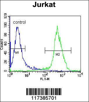XRCC5 Antibody (Center K439)