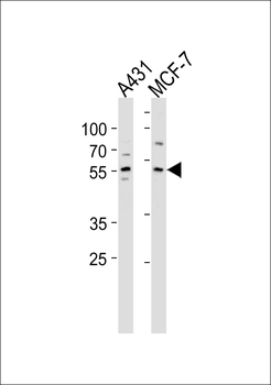KLF4 Antibody (C-term)