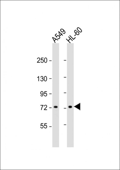 VWA2 Antibody (N-term)