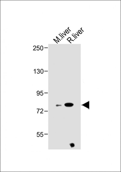 ZBT24 Antibody (N-term)