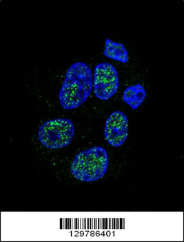 eNos Antibody (S1177)