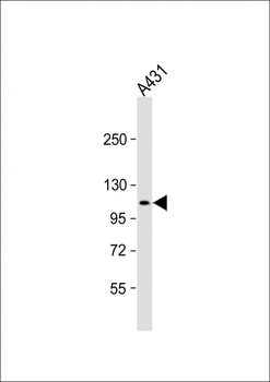 DEF Antibody (N-term)