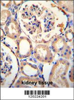PURA Antibody (C-term)