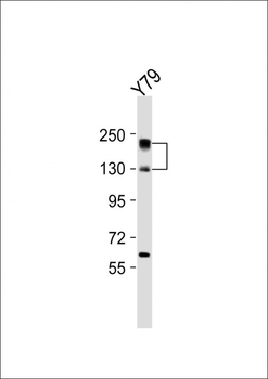 NOS2A Antibody (Center)