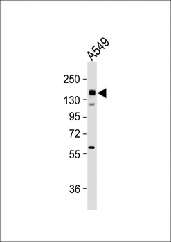 NOS2A Antibody (Center)