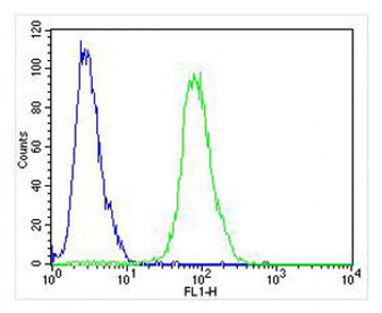 NOS2A Antibody (Center)
