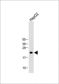 ID1 Antibody (Center)