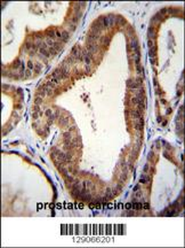 SHQ1 Antibody (N-term)