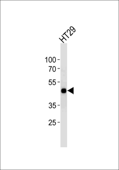 CREB1 Antibody (Center)