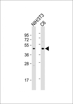 CREB1 Antibody (Center)