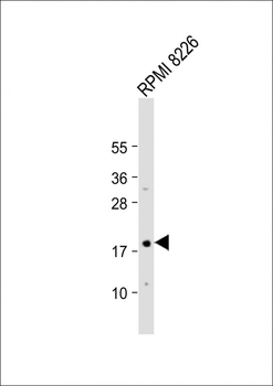 p16INK4a Antibody (C-term E119)