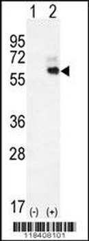 KNG1 Antibody (N-term)