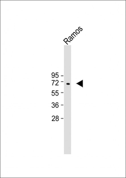 KNG1 Antibody (N-term)