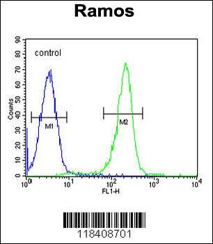 KNG1 Antibody (N-term)