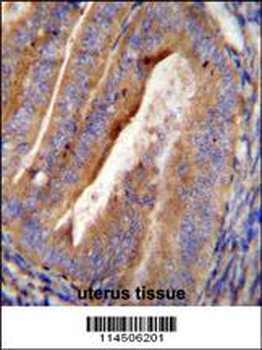OGN Antibody (C-term)
