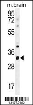 CYC1 Antibody (C-term)