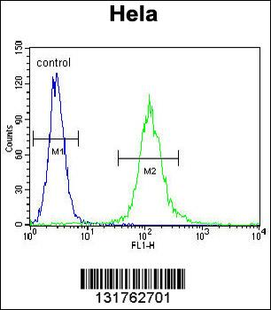 CYC1 Antibody (C-term)