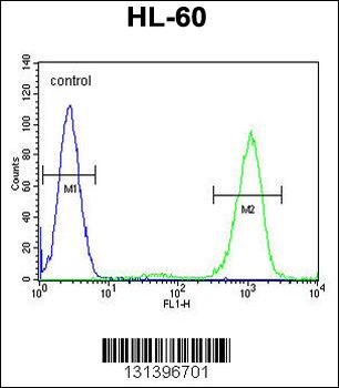 ADA Antibody (C-term)