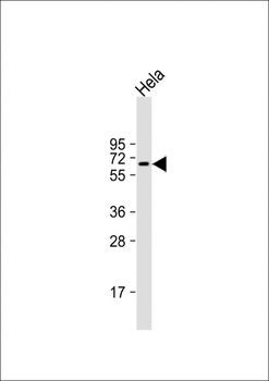 OPN-a/b Antibody (N-term)