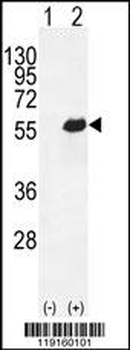 OPN-a/b Antibody (N-term)