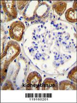 OPN-a/b Antibody (N-term)
