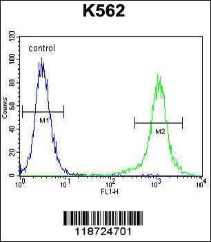 HBB Antibody (C-term)