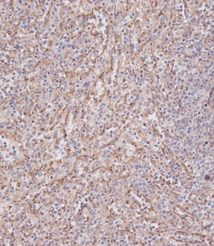 Interferon-inducible protein (IFITM3) Antibody (N-term)