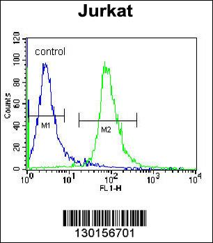 RSBN1 Antibody (N-term)