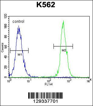 NUDT19 Antibody (Center)
