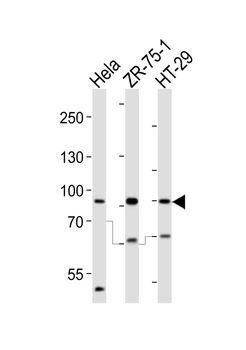 SCUBE2 Antibody (Center N266)