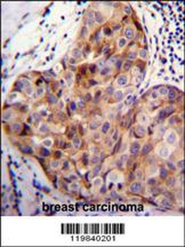 SCUBE2 Antibody (Center N266)