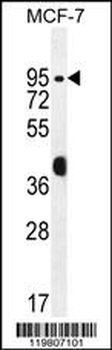 RACGAP1 Antibody (N-term)