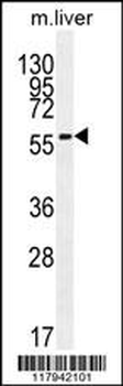 DHCR7 Antibody (C-term)