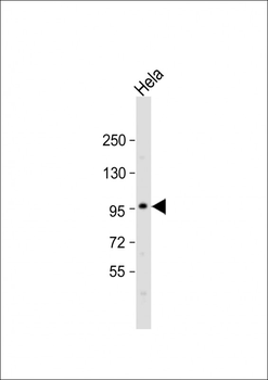 SP1 Antibody (C-term P692)